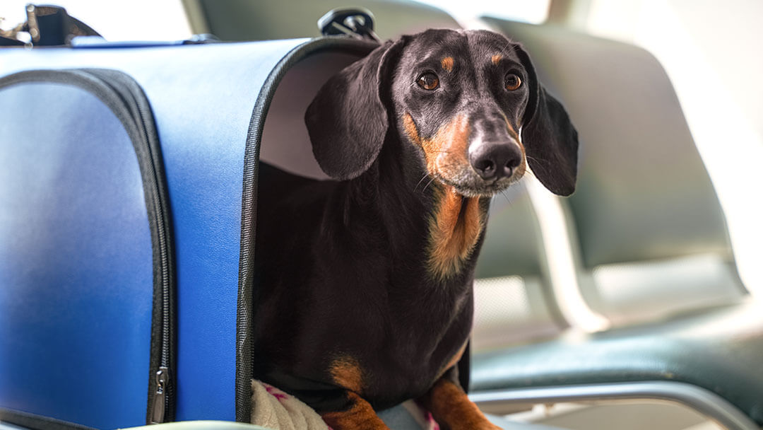 Flying With A Dog Dog Travel Tips Purina